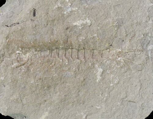 Unidentified Fossil Shrimp (Pos/Neg) - Mazon Creek #70613